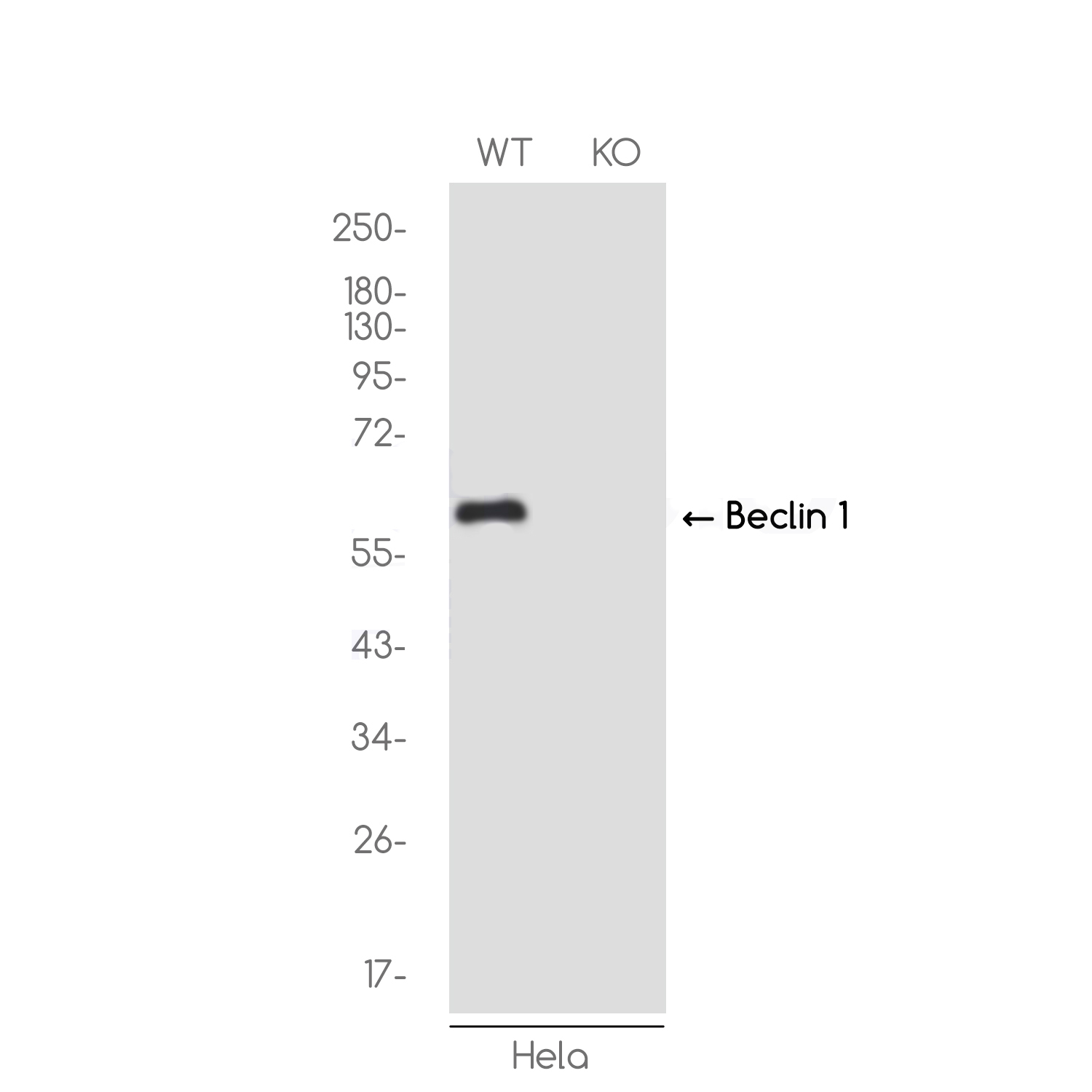 1 - [KO]Beclin 1 Rabbit mAb AP74943