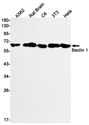 2 - [KO]Beclin 1 Rabbit mAb AP74943
