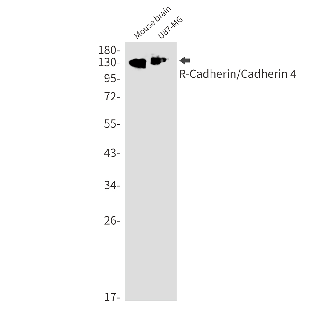 1 - R Cadherin Rabbit mAb AP74946
