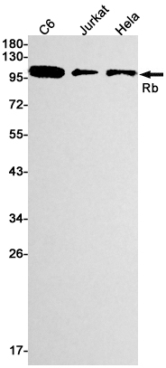 1 - Rb Rabbit mAb AP74948