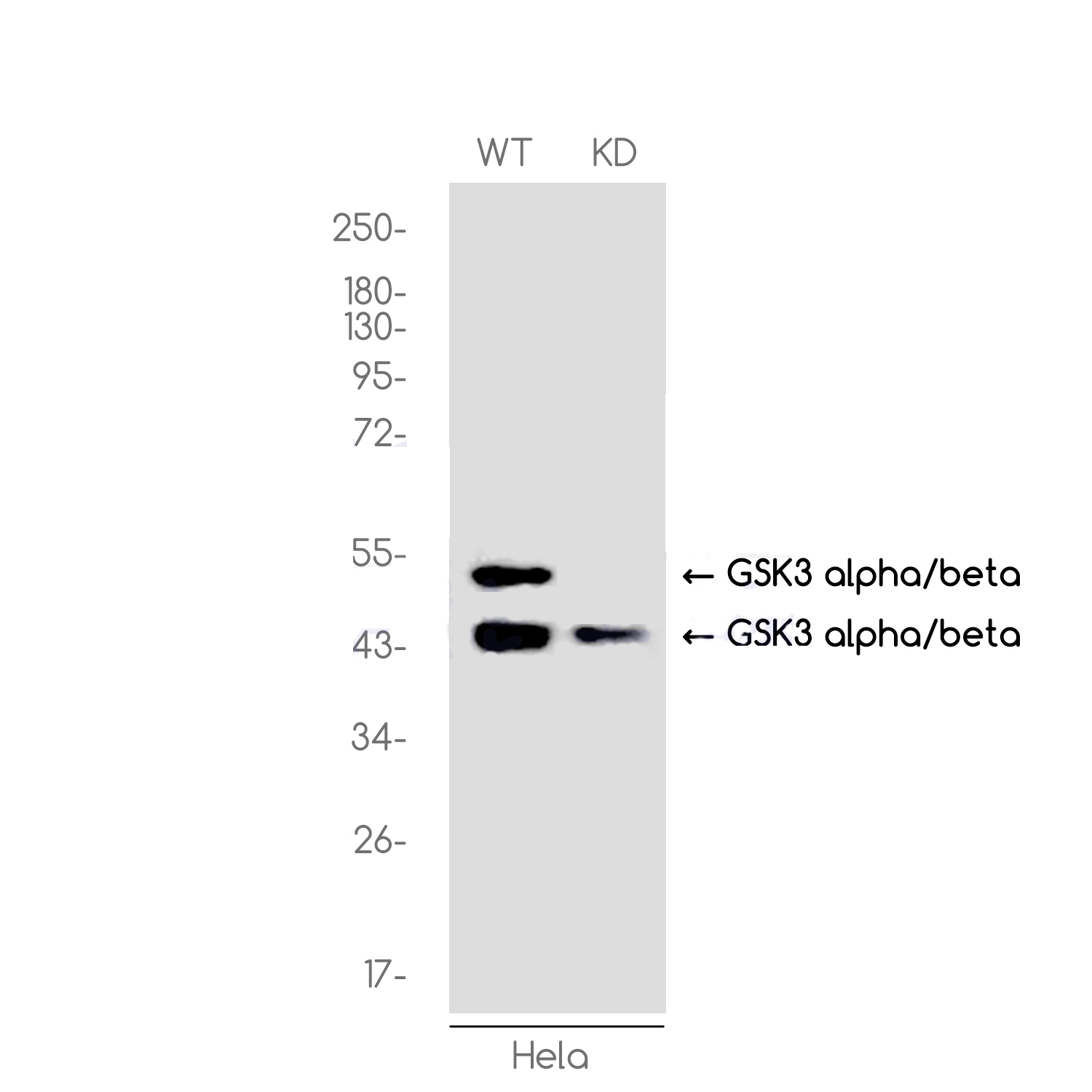 1 - [KD]GSK3 alpha/beta Rabbit mAb AP74954