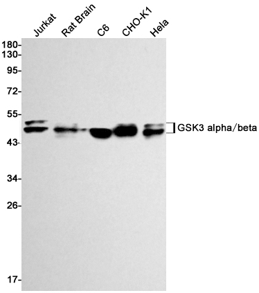 0 - [KD]GSK3 alpha/beta Rabbit mAb AP74954