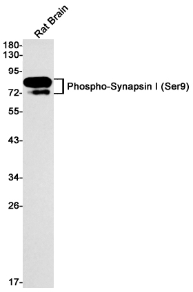 1 - Phospho-Synapsin I (Ser9) Rabbit mAb AP74955