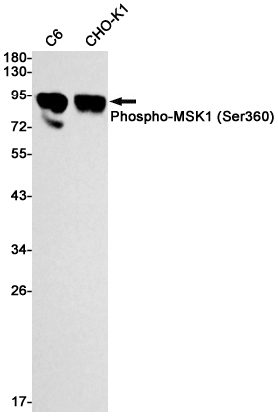 1 - Phospho-MSK1 (Ser360) Rabbit mAb AP74956