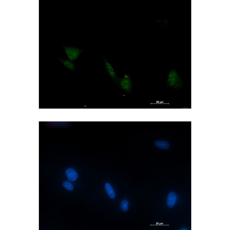 1 - Phospho-RSK4 (Ser232) Rabbit mAb AP74957