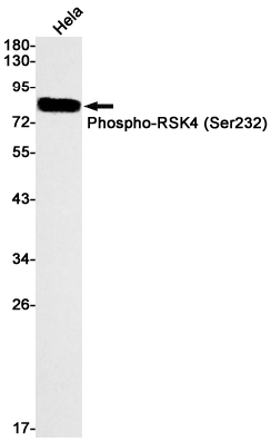 2 - Phospho-RSK4 (Ser232) Rabbit mAb AP74957