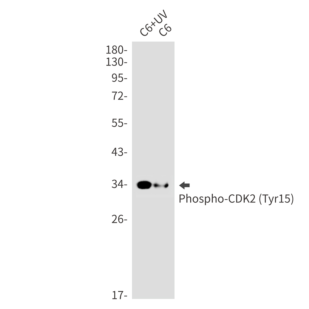 1 - Phospho-CDK2 (Tyr15) Rabbit mAb AP74959