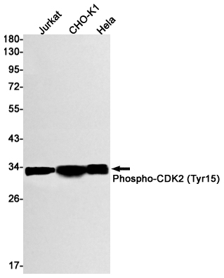 2 - Phospho-CDK2 (Tyr15) Rabbit mAb AP74959