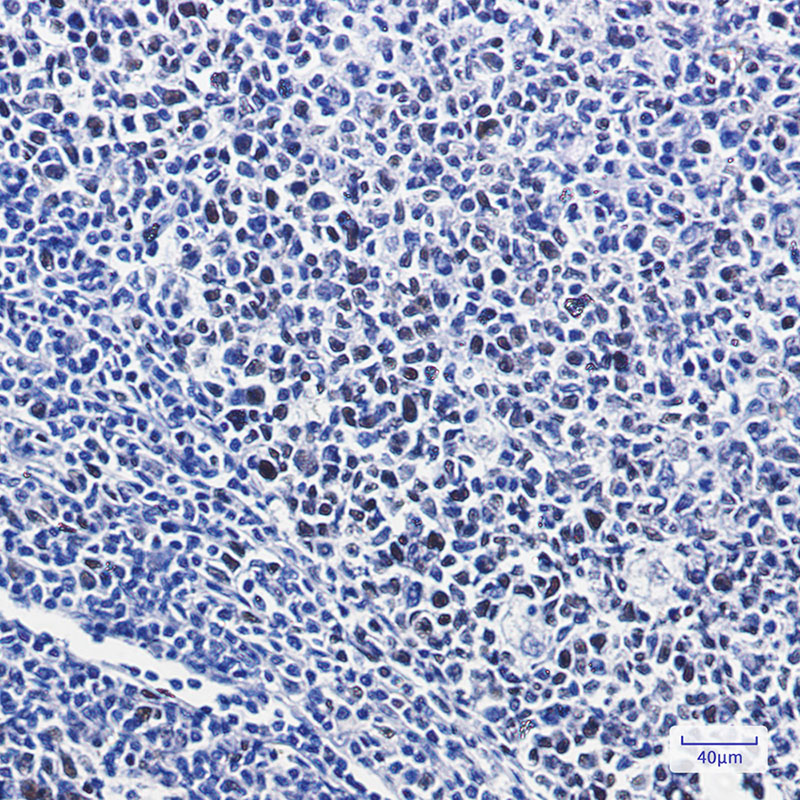 2 - Phospho-NRF2 (Ser40) Rabbit mAb AP74960