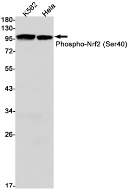 1 - Phospho-NRF2 (Ser40) Rabbit mAb AP74960
