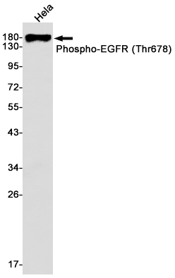 1 - Phospho-EGFR (Thr678) Rabbit mAb AP74963