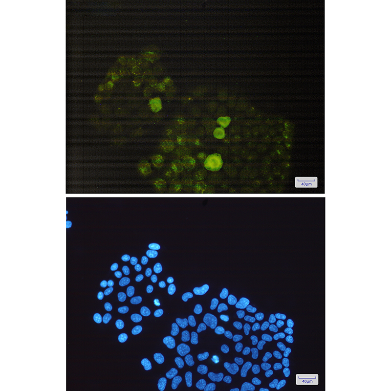 8 - Phospho-PTP1B (Ser352) Rabbit mAb AP74964