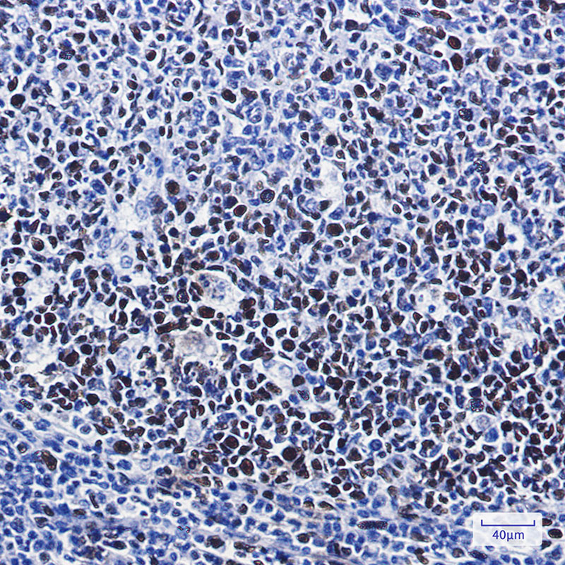 2 - Phospho-MCM2 (Ser41) Rabbit mAb AP74967