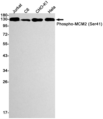 1 - Phospho-MCM2 (Ser41) Rabbit mAb AP74967