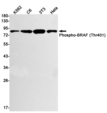 1 - Phospho-BRAF (Thr401) Rabbit mAb AP74969