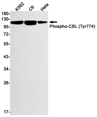 1 - Phospho-CBL (Tyr774) Rabbit mAb AP74970