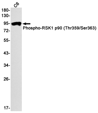 2 - Phospho-RSK1 p90 (Thr359/Ser363) Rabbit mAb AP74971