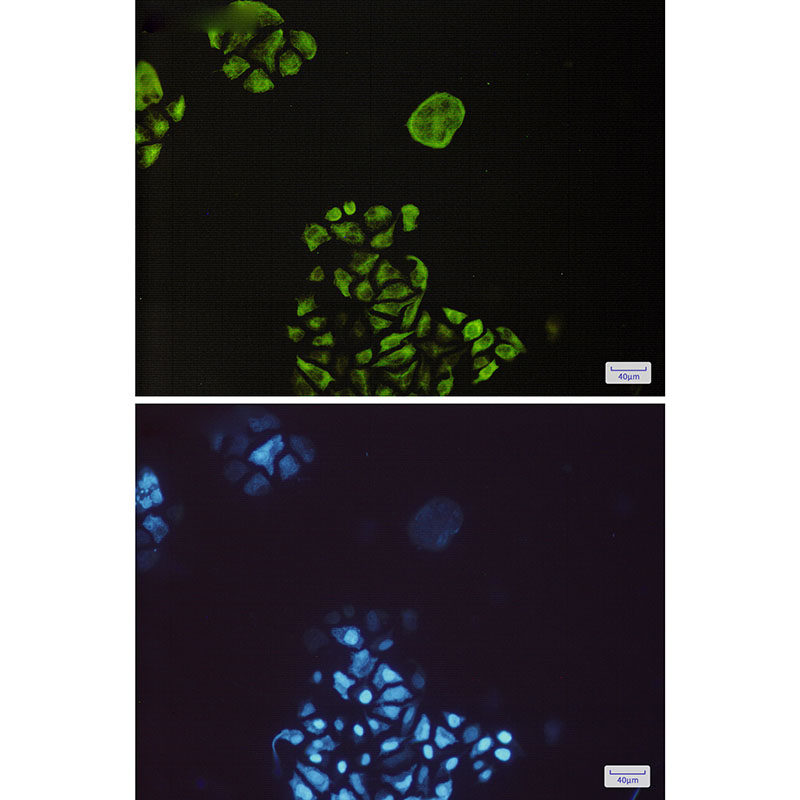 2 - Phospho-GSK3 beta (Ser9) Rabbit mAb AP74972