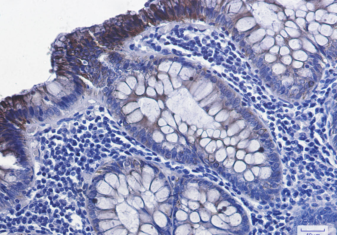8 - Phospho-GSK3 beta (Ser9) Rabbit mAb AP74972