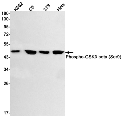 1 - Phospho-GSK3 beta (Ser9) Rabbit mAb AP74972
