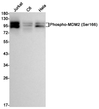 1 - Phospho-MDM2 (Ser166) Rabbit mAb AP74974