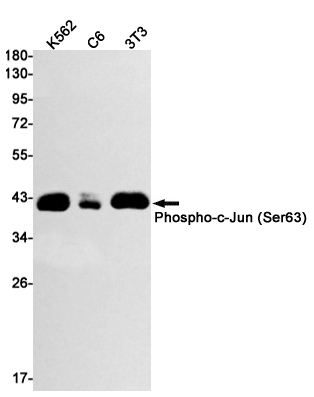 1 - Phospho-c-Jun (Ser63) Rabbit mAb AP74977