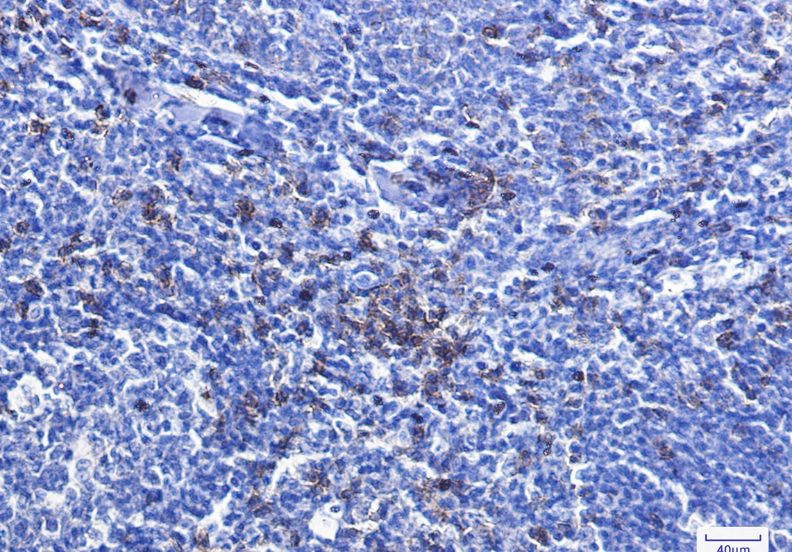 2 - CD8 alpha Rabbit mAb AP74981