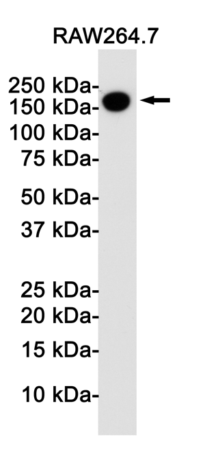 1 - CD11b Rabbit mAb AP74982