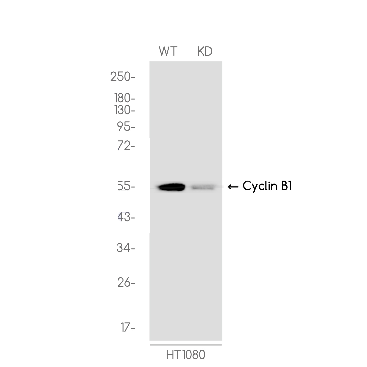1 - [KD]Cyclin B1 Rabbit mAb AP74983