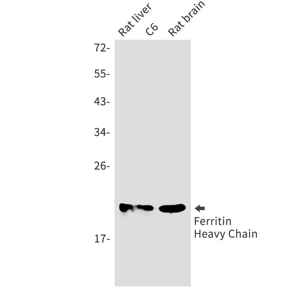 1 - Ferritin Heavy Chain Rabbit mAb AP74984