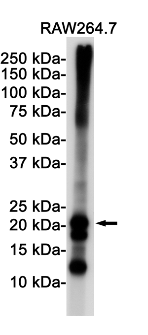 3 - Ferritin Heavy Chain Rabbit mAb AP74984