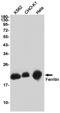 4 - Ferritin Heavy Chain Rabbit mAb AP74984