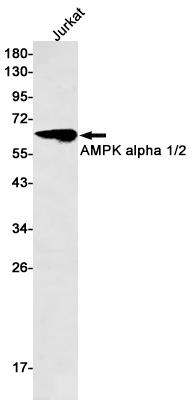 1 - AMPK alpha 1/2 Rabbit mAb AP74989