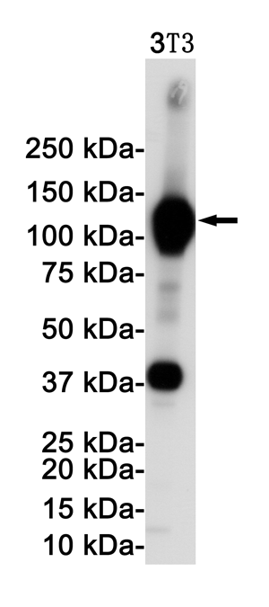 2 - VCAM1 Rabbit mAb AP74993