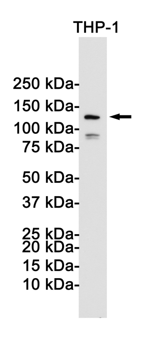 1 - NLRP3 Rabbit mAb AP74994