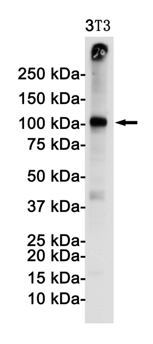 1 - VCAM1 Rabbit mAb AP74998
