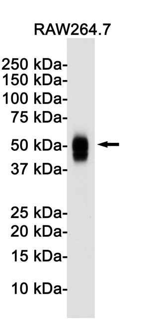 2 - CD63 Rabbit mAb AP75000