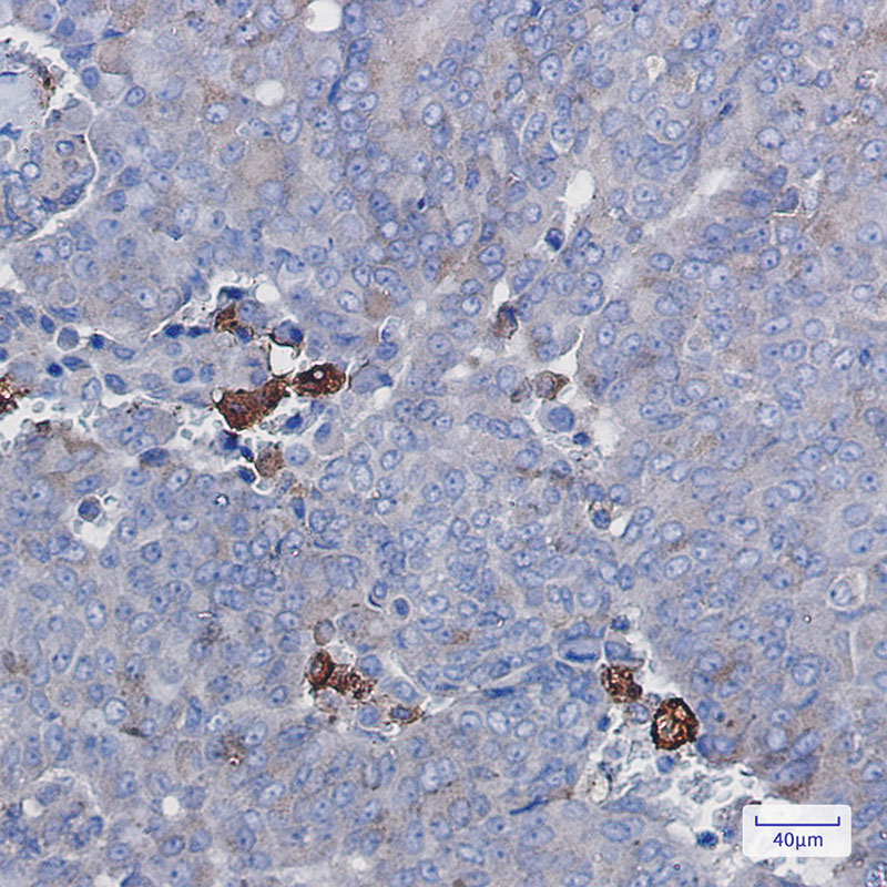 4 - Amyloid Precursor Protein Rabbit mAb AP75002