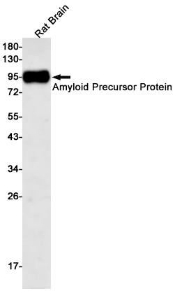 2 - Amyloid Precursor Protein Rabbit mAb AP75002