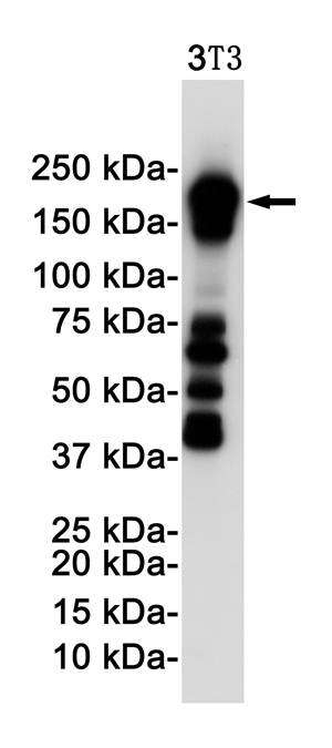 8 - [KO]PDGFR beta Rabbit mAb AP75003