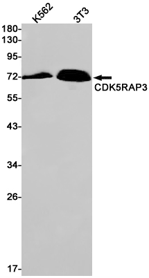 1 - CDK5RAP3 Rabbit mAb AP75004