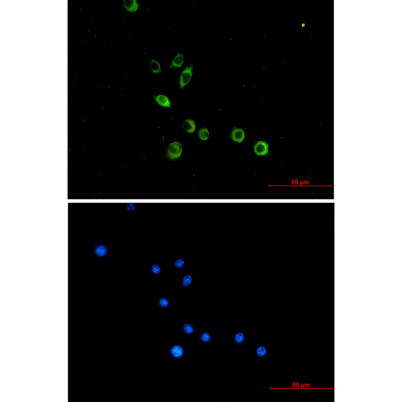 8 - TLR2 Rabbit mAb AP75005
