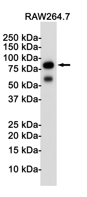 2 - TLR2 Rabbit mAb AP75005