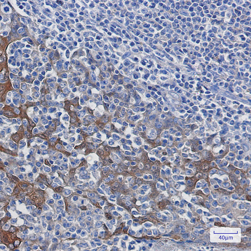 2 - 14-3-3 alpha/beta Rabbit mAb AP75015