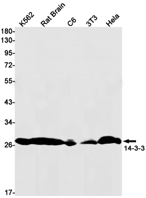 1 - 14-3-3 alpha/beta Rabbit mAb AP75015