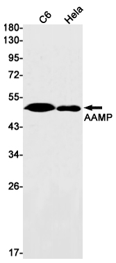 8 - AAMP Rabbit mAb AP75021