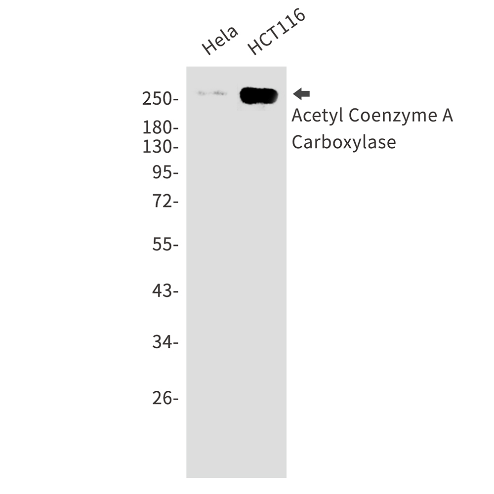 1 - Acetyl Coenzyme A Carboxylase Rabbit mAb AP75027