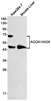 8 - ACOX1 Rabbit mAb AP75028