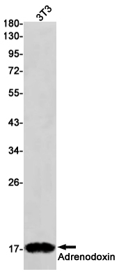 1 - Adrenodoxin Rabbit mAb AP75039