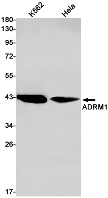 1 - ADRM1/ARM-1 Rabbit mAb AP75040